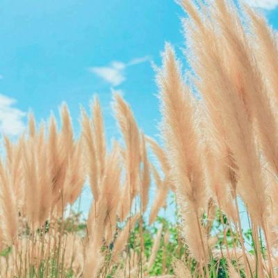 逐鹿大秦满v变态版下载